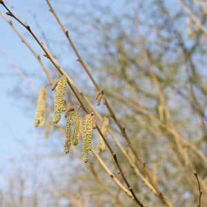 Early spring catkins with natural yellow tones and texture in the foreground. Blue sky behind.