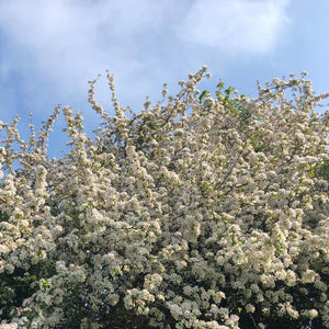 Spring hedgerow, apple tree in full bloom